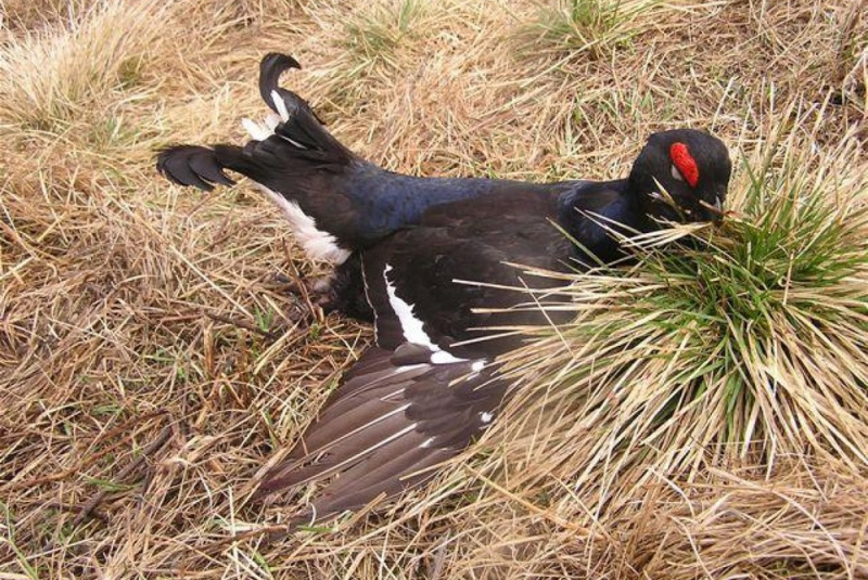 Poľovačky / Poľovačka na hlucháňa a tetrova v Rusku - foto  Poľovačky / Poľovačka na hlucháňa a tetrova v Rusku - foto
