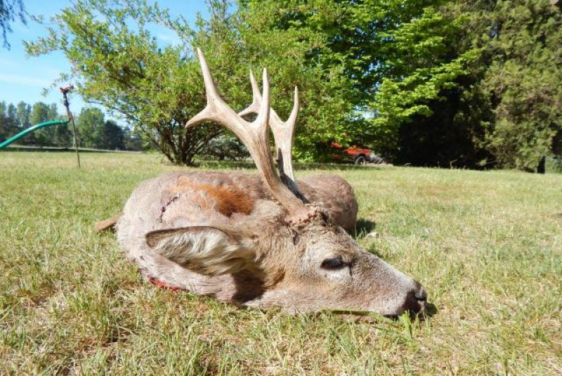Poľovačka v Európe Poľovačka v Európe