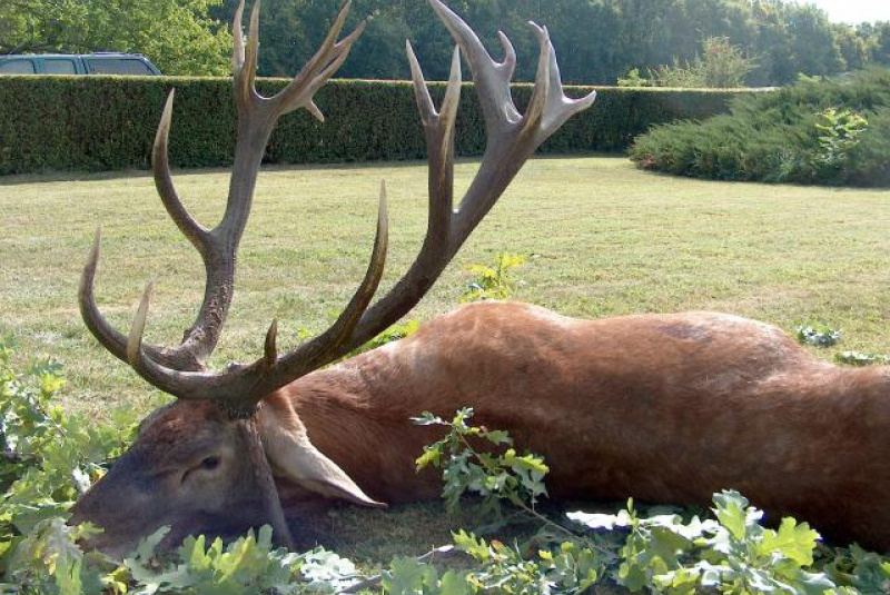 Poľovačka v Európe Poľovačka v Európe