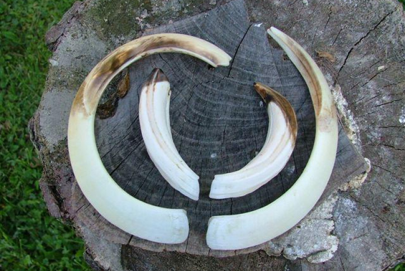 Poľovačka v Európe Poľovačka v Európe