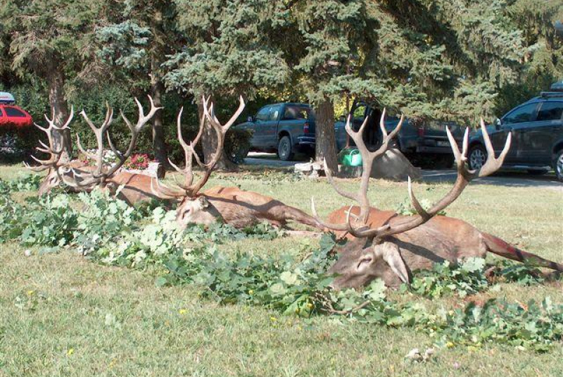 Poľovačka v Európe Poľovačka v Európe