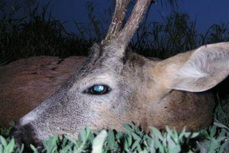 Poľovačka v Európe Poľovačka v Európe