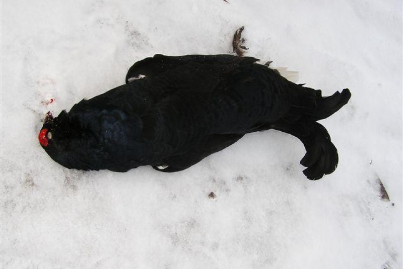 Poľovačka v Európe Poľovačka v Európe