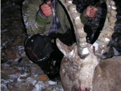 Kirgizsko - poľovačka na vlka a kozorožca