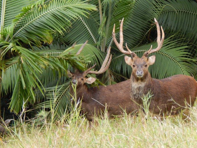 Lov na ostrove Maurícius