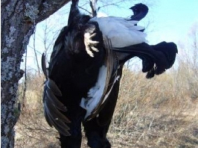 Poľovačka na hlucháňa a tetrova v Rusku