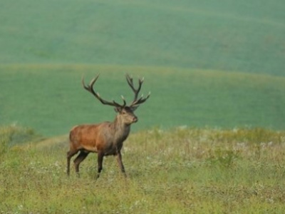 Poľovačka na jeleňa v Maďarsku