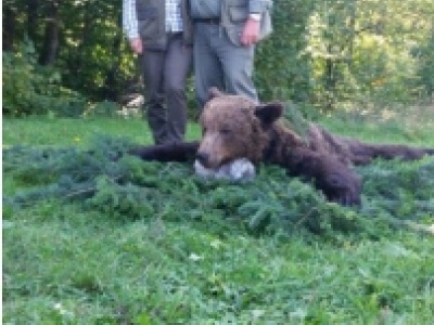 Poľovačka na medveďa v Chorvátsku
