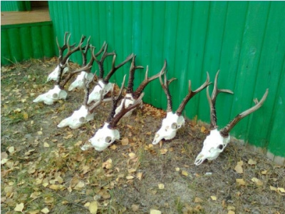 Poľovačka na sibírskeho srnca a losa