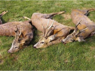 Poľovačka na srnce väčší paušál