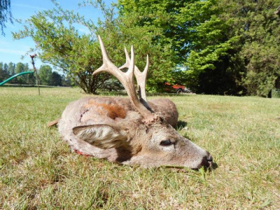 Poľovačka v Európe
