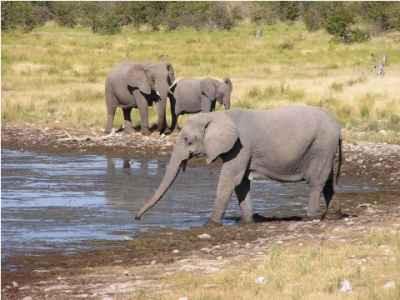 Zimbabwe - poľovačka na slona a byvola